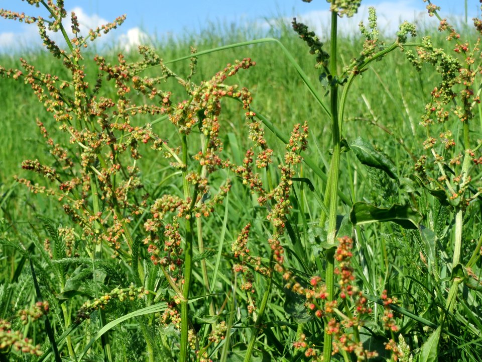 20140424Rumex_acetosa4