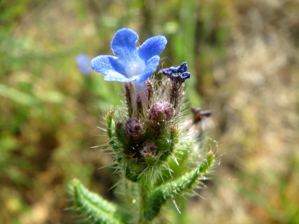 20140424Anchusa_arvensis1