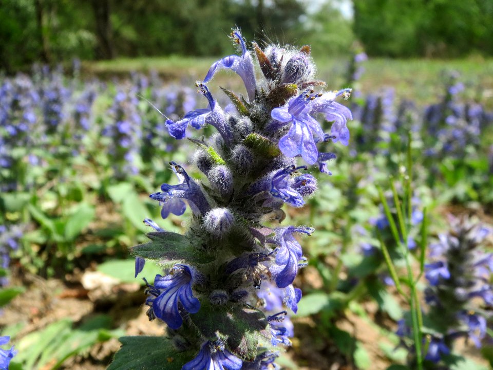 20140421Ajuga_genevensis2