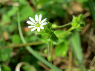 20140421Stellaria_neglecta1