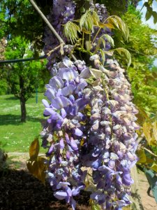 20140421Wisteria_floribunda2 photo