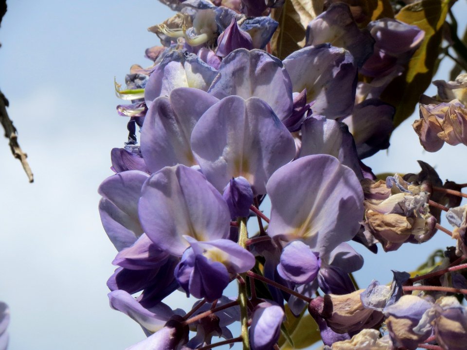 20140421Wisteria_floribunda3