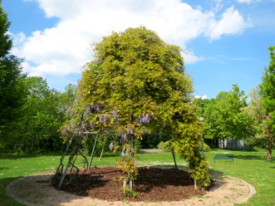 20140421Wisteria_floribunda1 photo