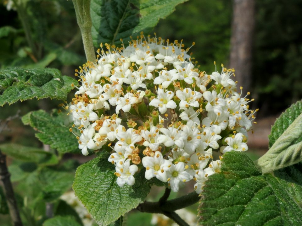 20140421Viburnum_lantana4