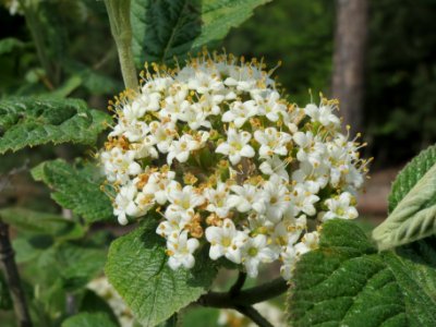 20140421Viburnum_lantana4