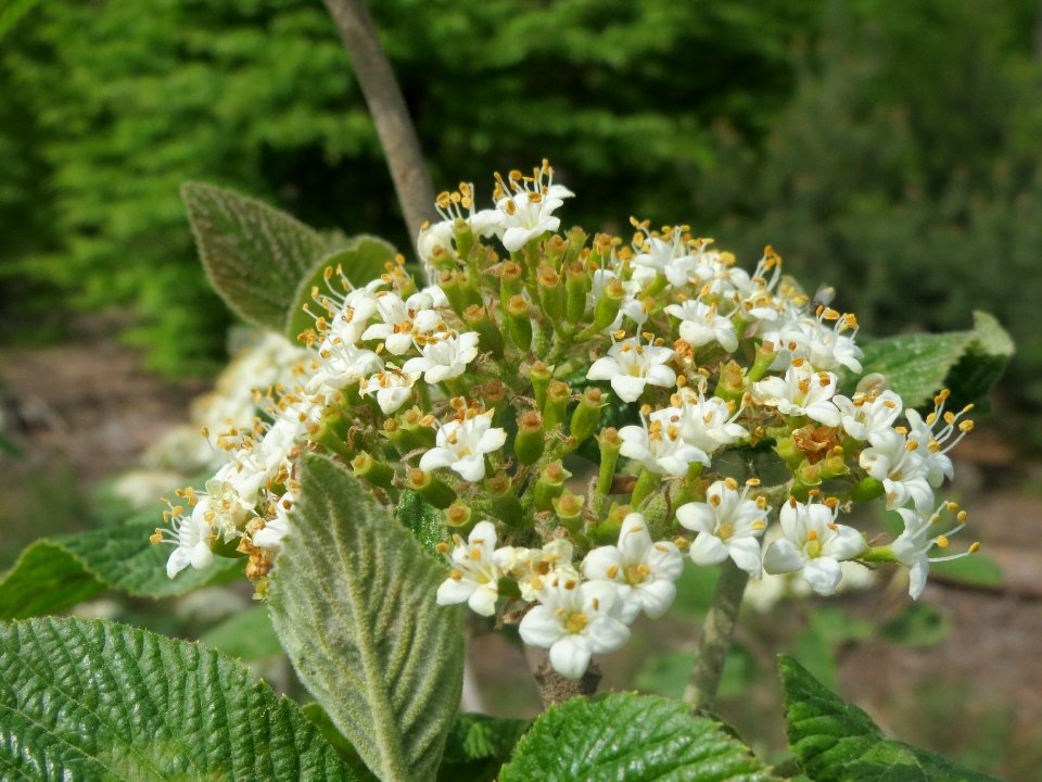 20140421Viburnum_lantana2