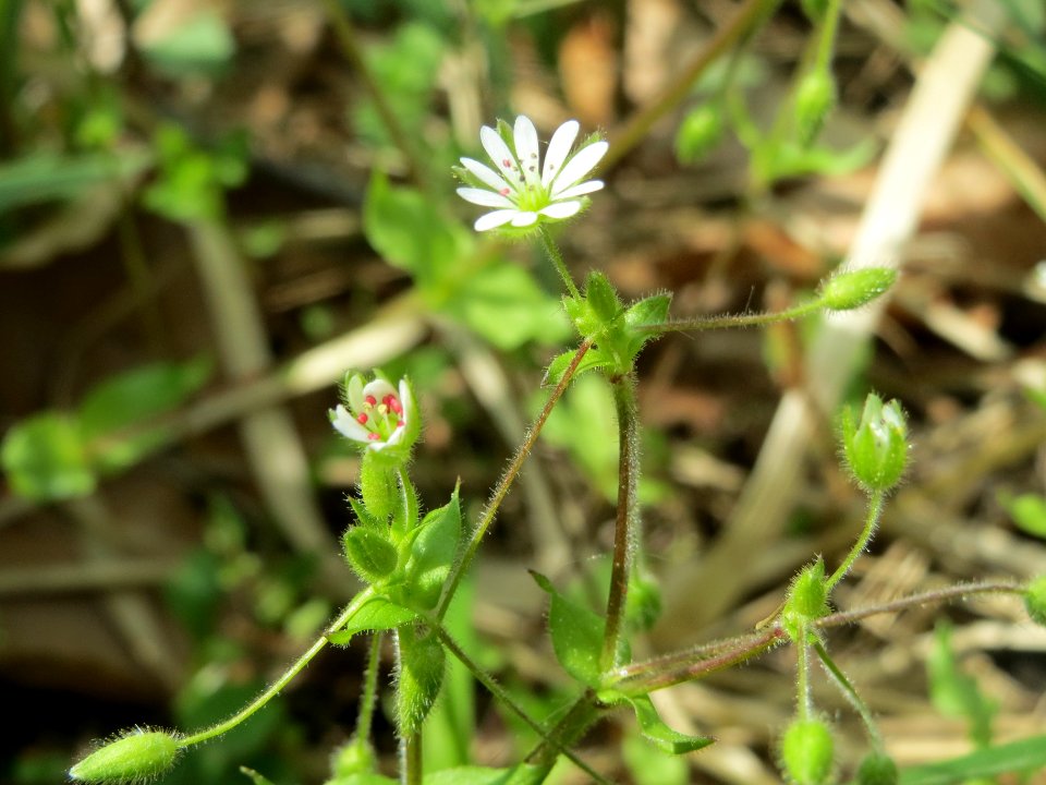 20140421Stellaria_neglecta2