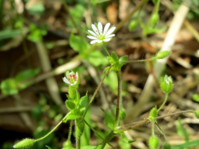 20140421Stellaria_neglecta2