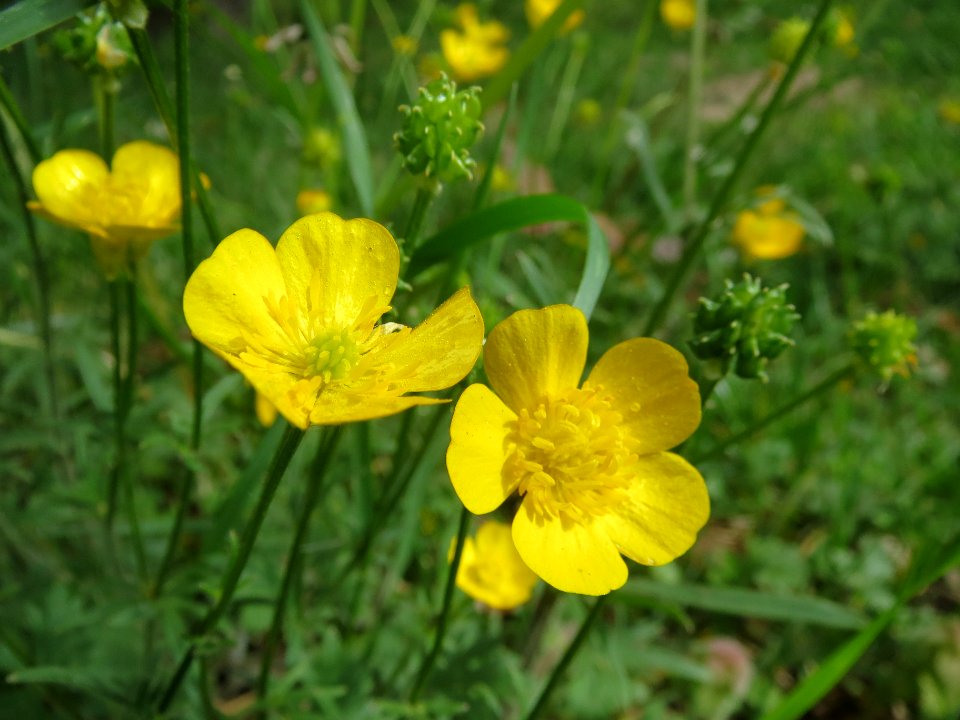 20140418Ranunculus_acris