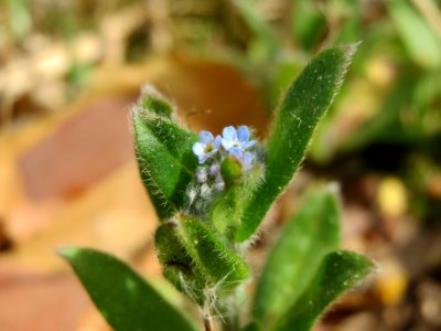 20140418Myosotis_arvensis2