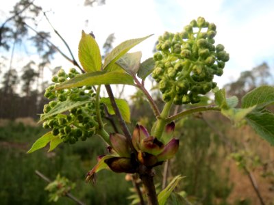 Sambucus racemosa