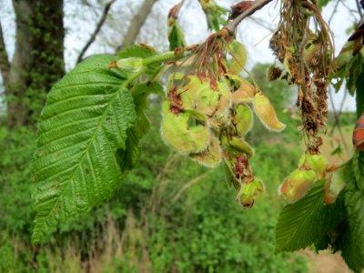 20140407Ulmus_minor09