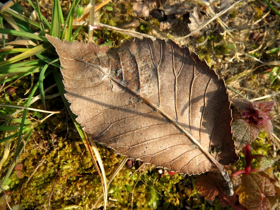 20140328Ulmus_minor5