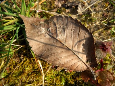 20140328Ulmus_minor5