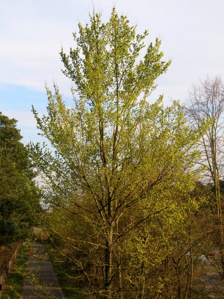20140327Ulmus_minor1