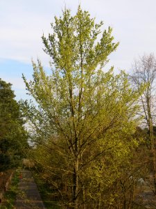 20140327Ulmus_minor1