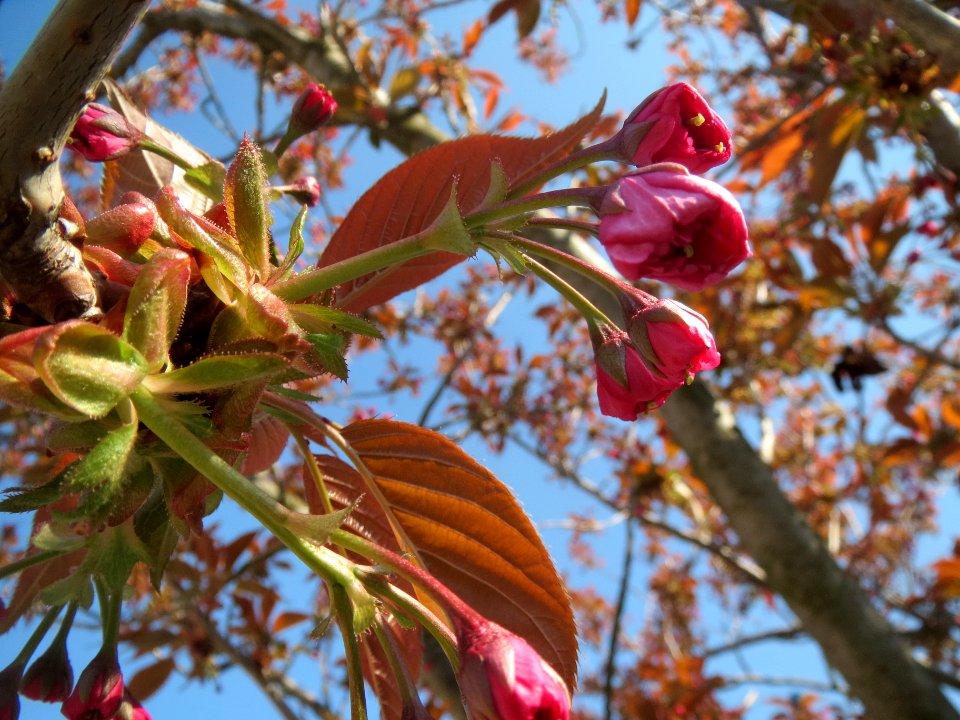 20140328Prunus_serrulata05