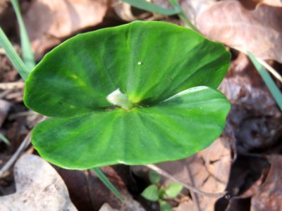 20140328Fagus_sylvatica1