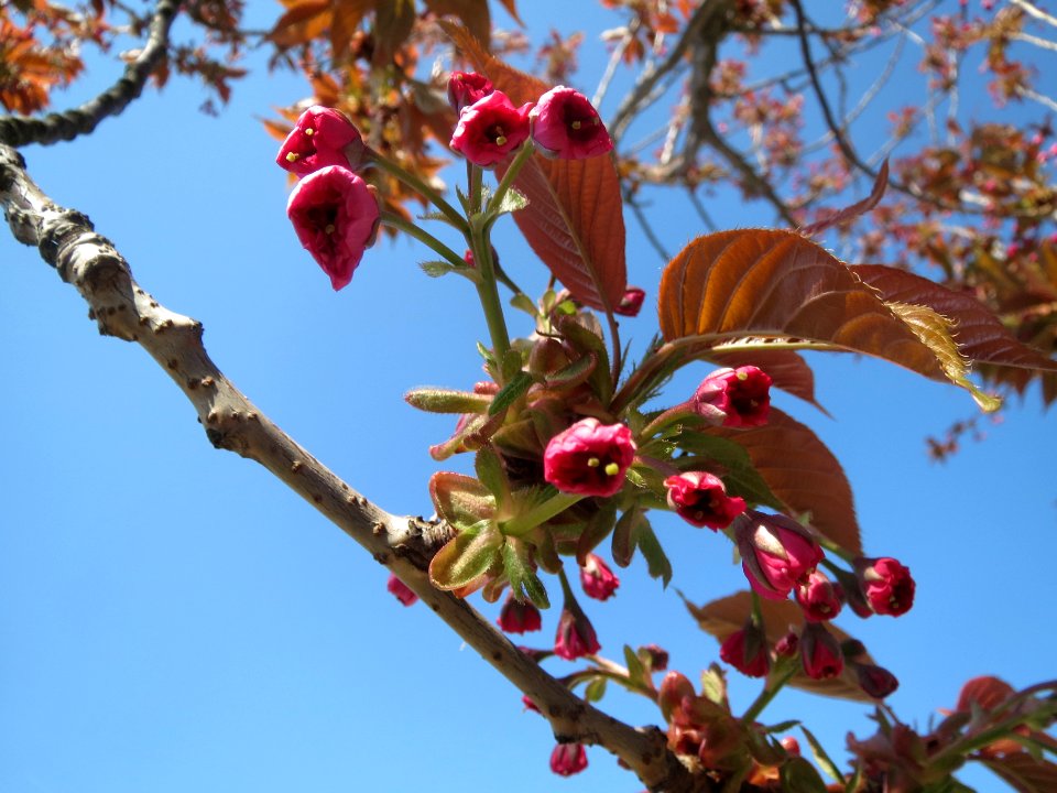 20140328Prunus_serrulata04