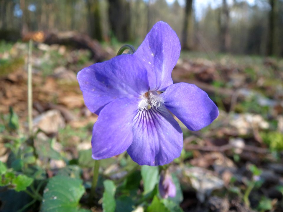 20140327Viola_riviniana1
