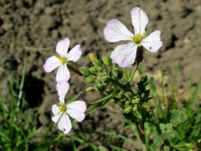 20140420Raphanus_sativus5