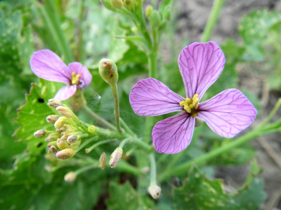 20140420Raphanus_sativus2