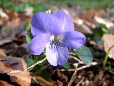 20140327Viola_riviniana2