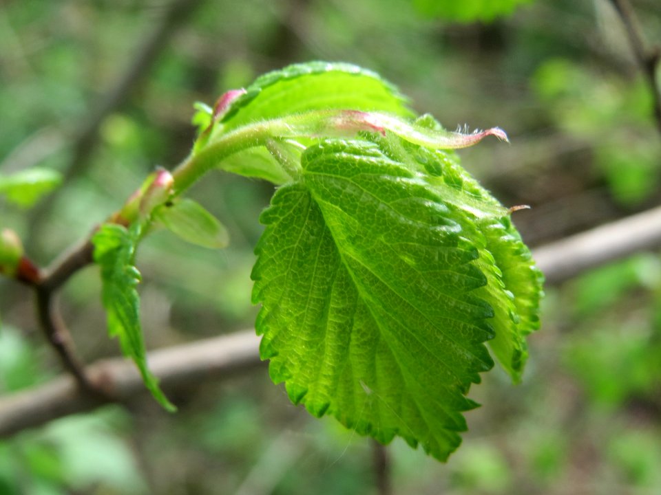 20140407Ulmus_minor07