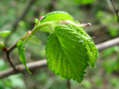 20140407Ulmus_minor07