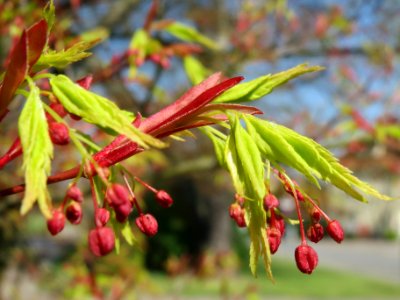 20140328Acer_palmatum6 photo