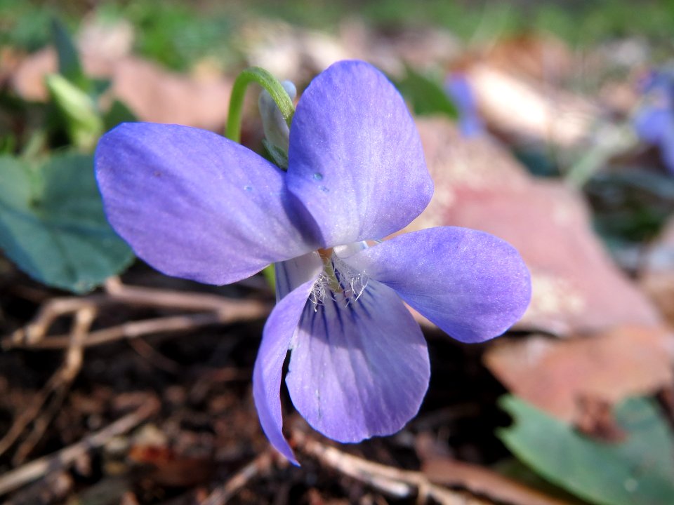 20140327Viola_riviniana3