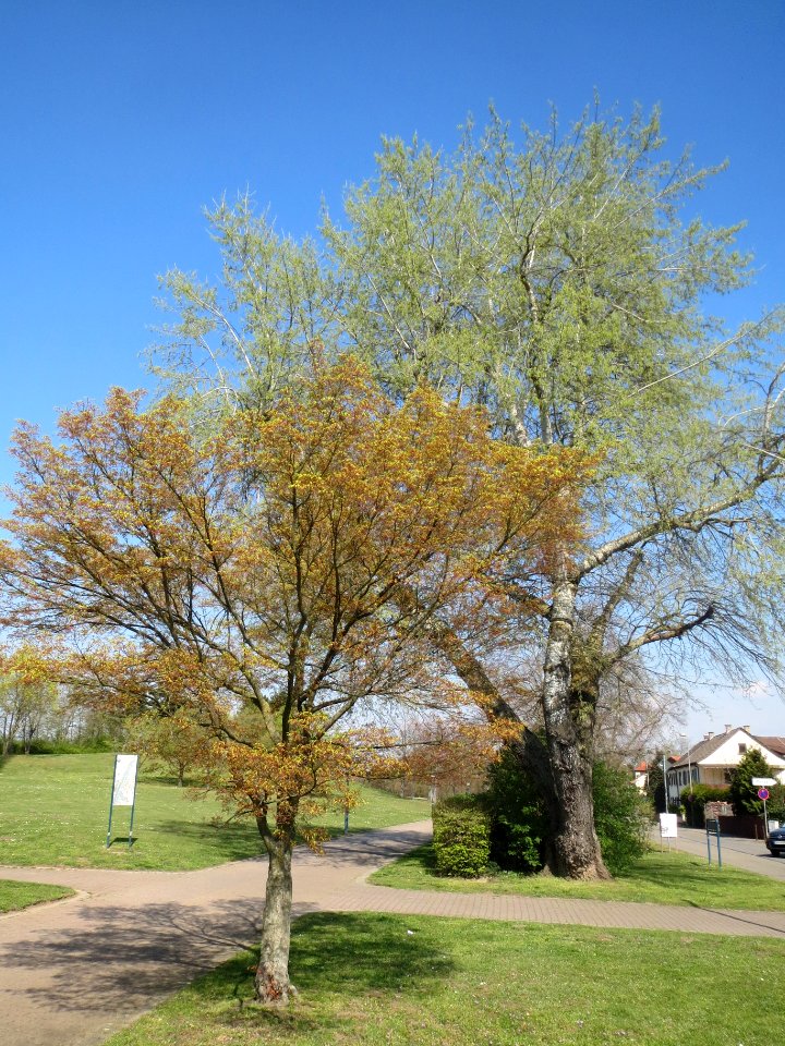 20140328Acer_palmatum3