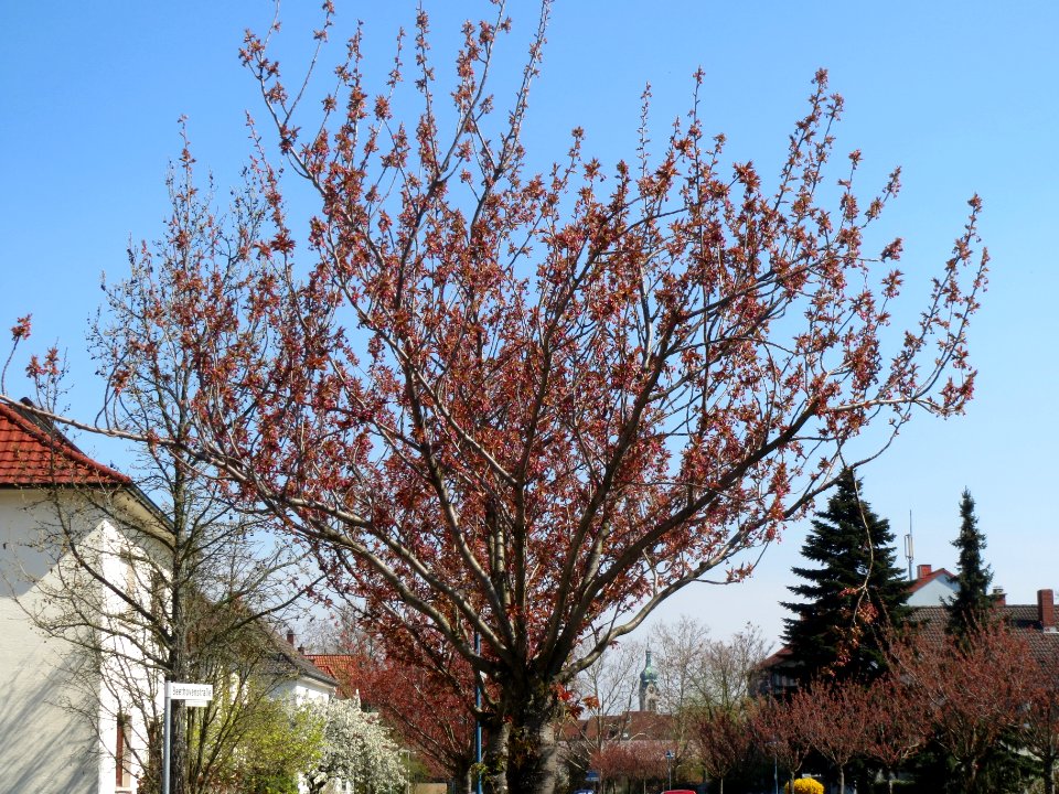 20140328Prunus_serrulata03