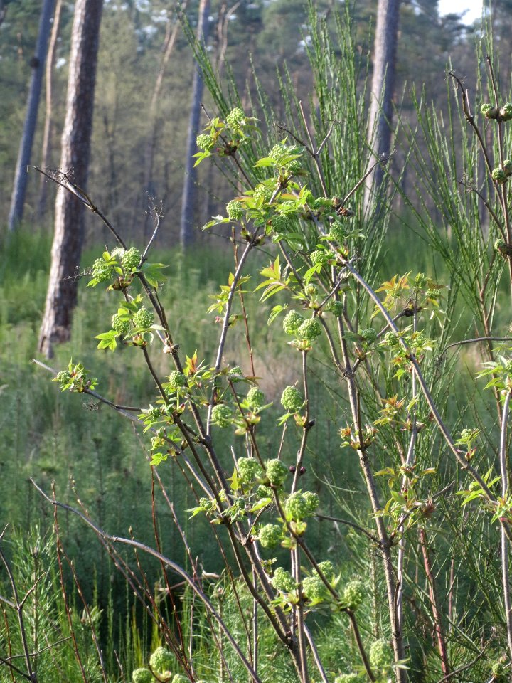 Sambucus racemosa