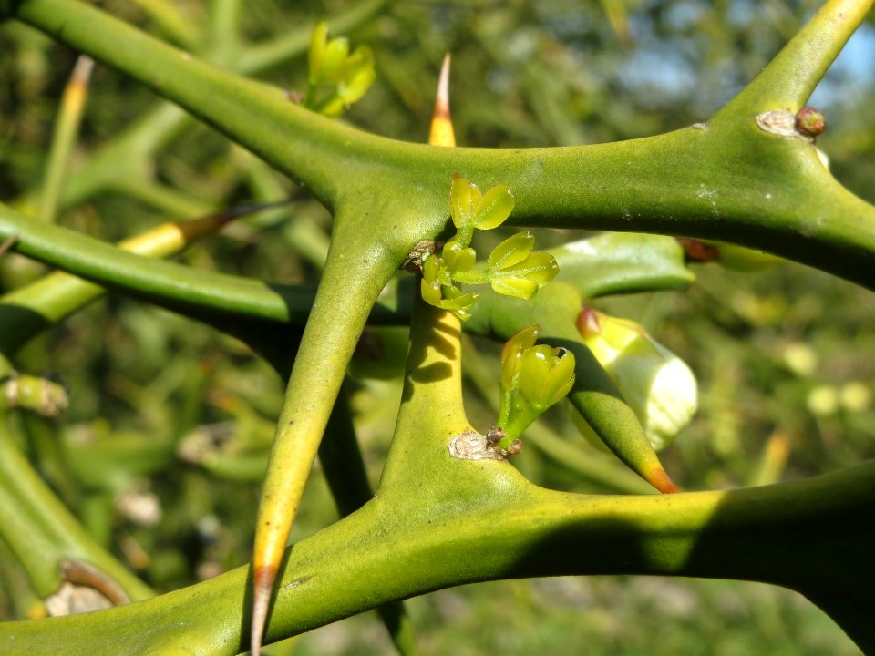 20140327Poncirus_trifoliata4