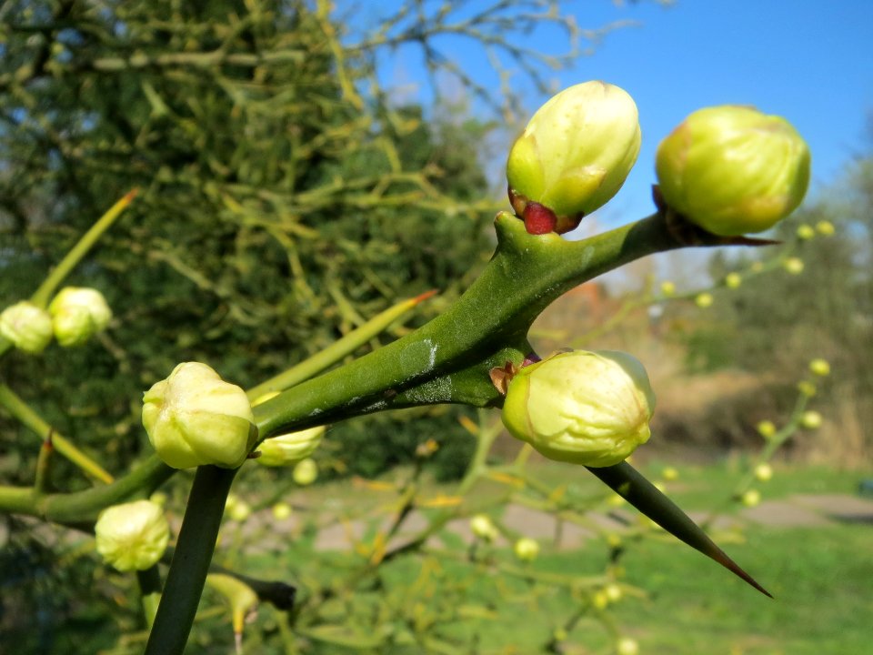 20140327Poncirus_trifoliata1
