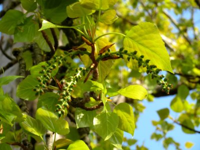 20140327Populus4