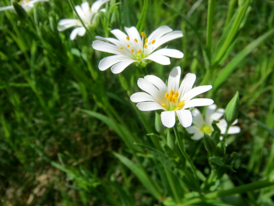 20140330Stellaria_holostea1