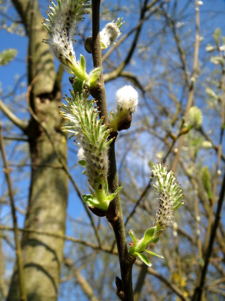 20140327Salix_caprea