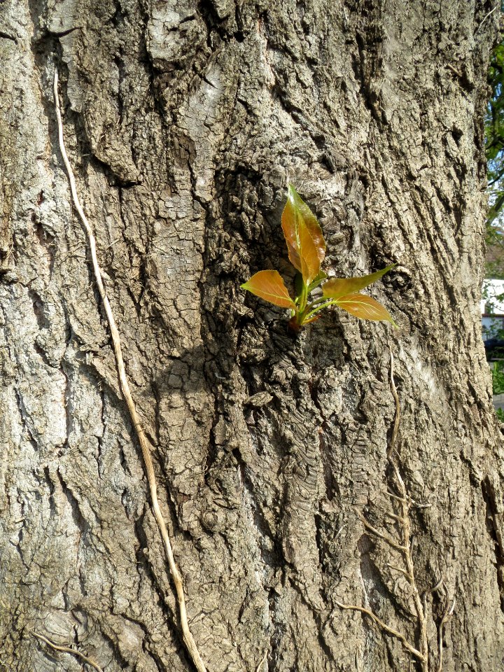 20140327Populus3