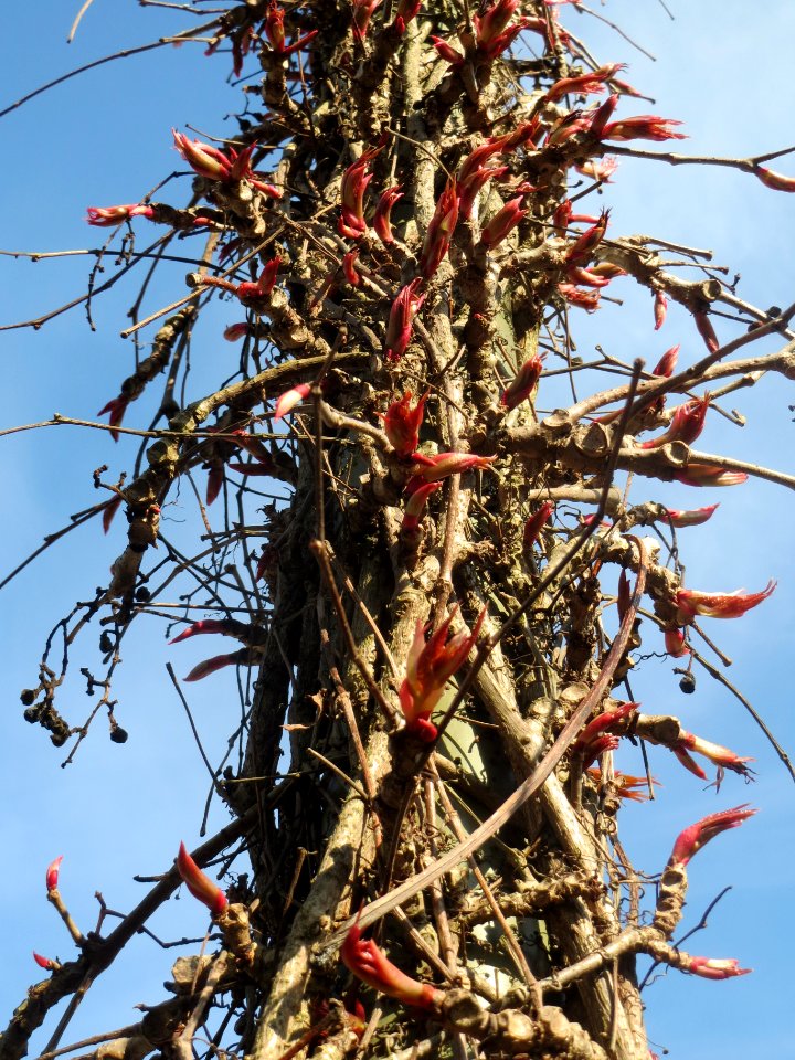 20140327Parthenocissus_quinquefolia