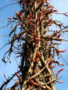20140327Parthenocissus_quinquefolia