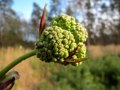 Sambucus racemosa