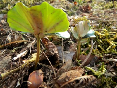 20140327Fagus_sylvatica2