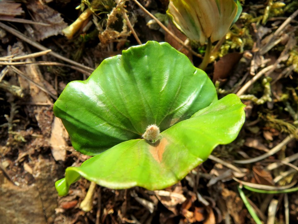 20140327Fagus_sylvatica1