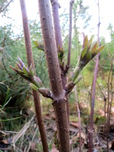 Sambucus_racemosa