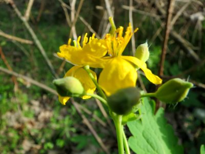 20140327Chelidonium_majus2