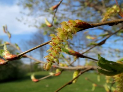 20140327Carpinus_betulus3