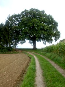 2014.09.12_-_Mauer_bei_Amstetten_-_Stieleiche_AM-072_-_02