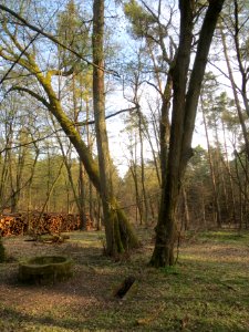 20140327Brunnen_Schwetzinger_Hardt1